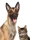 Close-up of Belgian Malinois and Maine coon kitten Royalty Free Stock Photo