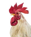 Close up of, Belgian rooster against a white background Royalty Free Stock Photo