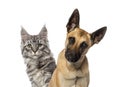 Close-up of a Belgian Shepherd Dog and a cat Royalty Free Stock Photo