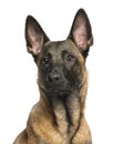 Close-up of a Belgian Shepherd Dog Royalty Free Stock Photo