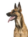 Close-up of a Belgian Shepherd Dog