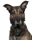 Close-up of Belgian Shepherd puppy, 4 months