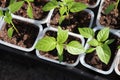 A close up of bell pepper seedlings in a small rectangular pots, selective focus, top view