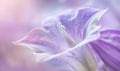 Close-up of a bellflower in soft light, closeup view, selective focus, spring background Royalty Free Stock Photo