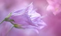 Close-up of a bellflower in soft light, closeup view, selective focus, spring background Royalty Free Stock Photo