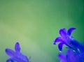 Close-up of bellflowers with rain droplets