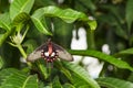 Close up belly of common Rose Butterfly Pachliopta aristolochi Royalty Free Stock Photo