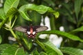 Close up belly of common Rose Butterfly Pachliopta aristolochi Royalty Free Stock Photo