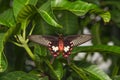 Close up belly of common Rose Butterfly Pachliopta aristolochi Royalty Free Stock Photo