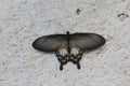 Close up belly of common Rose Butterfly Pachliopta aristolochiae Royalty Free Stock Photo