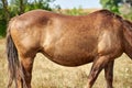 Close-up of belly of heavily pregnant horse