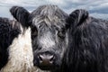 A close up of Belted Galloway Cows face Royalty Free Stock Photo