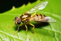 a close-up of a beneficial hoverfly on a leaf Royalty Free Stock Photo