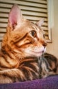 close-up of a bengal cat, side-facing