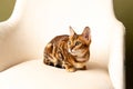 Close up Bengal kitten sits on an orange pillow and looks to the side. Side view, studio shot Royalty Free Stock Photo
