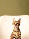 Close-up of a Bengal kitten sitting on a white background and looking up, studio shot Royalty Free Stock Photo