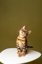 Close-up of a Bengal kitten sitting on a white table and looking up, studio shot Royalty Free Stock Photo