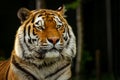 Close-up from a Bengal tiger