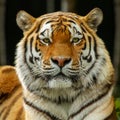 Close-up from a Bengal tiger