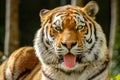 Close-up from a Bengal tiger