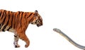 Close up Bengal Tiger and King Cobra Prepare to Attack Each Other Isolated on White Background with Clipping Path