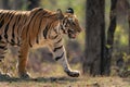 Close-up of Bengal tiger walking in woods Royalty Free Stock Photo