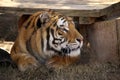 Close up Bengala tiger resting under some wood shelter