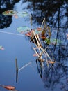 Close up of bent marsh grasses, fallen leave and lily pads in a pond. Royalty Free Stock Photo