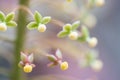 Close up grass glower