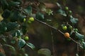 Close up of ber fruit and leaf on the tree branch. Ber fruit scientifically know as ziziphus mauritiana. Also known as jujube, and