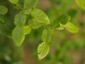 Close up Bergamot , Leaf and Thorn from the tree in my countryside house..Bergamot Leaf , one of the receipe for Thailand Esan