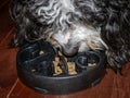 Close-up of a Bernedoodle puppy eating dog food from a black slow feeder Royalty Free Stock Photo
