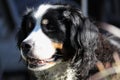 Close up of Bernese cattle mountain dog, Germany Royalty Free Stock Photo