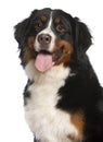 Close-up of Bernese Mountain Dog, 12 months old Royalty Free Stock Photo