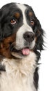 Close-up of Bernese Mountain Dog, 20 months old, panting in front of white background Royalty Free Stock Photo