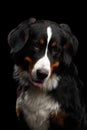 Close-up Bernese Mountain Dog panting in front of isolated black background Royalty Free Stock Photo