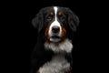 Close-up Bernese Mountain Dog panting in front of isolated black background Royalty Free Stock Photo