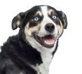 Close up of a Bernese Mountain Dog panting, isolated Royalty Free Stock Photo