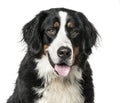 Close-up of Bernese Mountain Dog panting, isolated on white Royalty Free Stock Photo