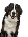 Close-up of a Bernese Mountain Dog, 1 year old Royalty Free Stock Photo