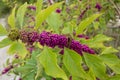 Close-up of berries of American beautyberry (Callicarpa americana) Royalty Free Stock Photo