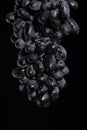 Close-up, berries of dark bunch of grape in low light isolated on black background, water drops Royalty Free Stock Photo