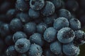 Close up, berries of dark bunch of grape with water drops in low light on black background Royalty Free Stock Photo