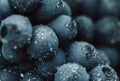 Close up, berries of dark bunch of grape with water drops in low light on black background Royalty Free Stock Photo