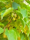 A close up of the berries on Far-East