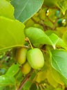 A close up of the berries on Far-East Royalty Free Stock Photo