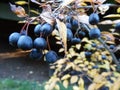 A close-up of berries