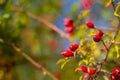 A close up of the berries of hawthorn on branch Royalty Free Stock Photo