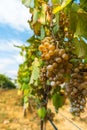 Close up of berries and leaves of grape-vine. Single bunch of ripe red wine grapes hanging on a vine on green leaves background. Royalty Free Stock Photo