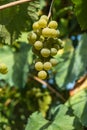 Close up of berries and leaves of grape-vine. Single bunch of ripe red wine grapes hanging on a vine on green leaves background. Royalty Free Stock Photo